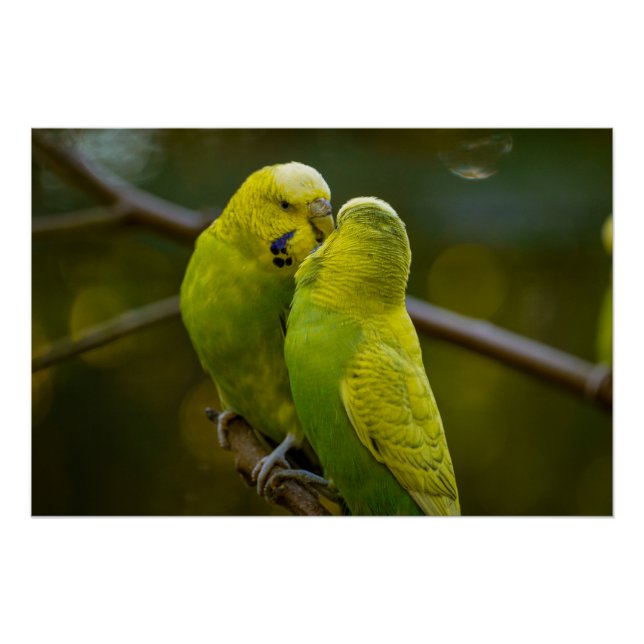 Cute Green Yellow Budgie Birds on a Tree Branch  Poster (Front)