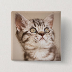 Cute Grey British Short Hair Kitten (Blue Tabby) 15 Cm Square Badge