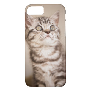 Cute Grey British Short Hair Kitten (Blue Tabby) iPhone 8/7 Case