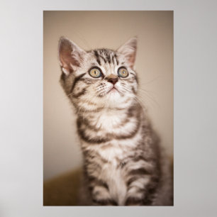 Cute Grey British Short Hair Kitten (Blue Tabby) Poster
