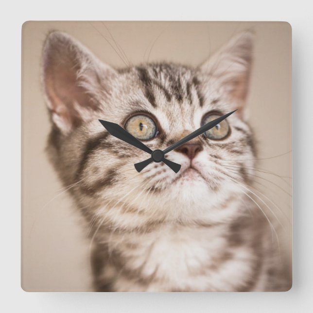 Cute Grey British Short Hair Kitten (Blue Tabby) Square Wall Clock (Front)