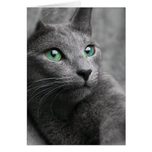 Cute grey cat