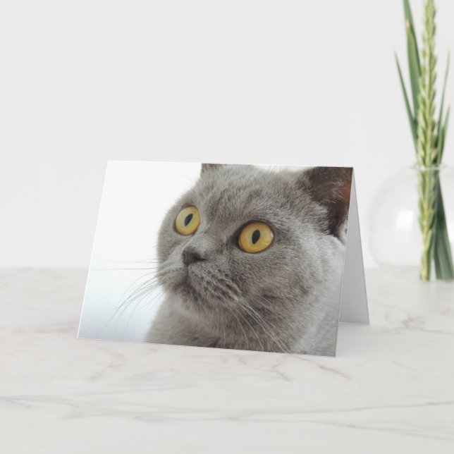Cute Grey Cat Card (Front)