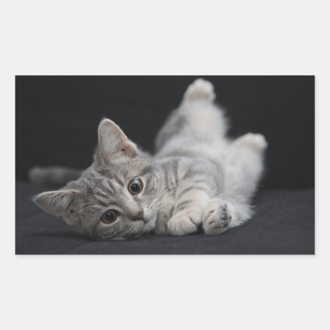 Cute Grey Cat Rectangular Sticker (Front)