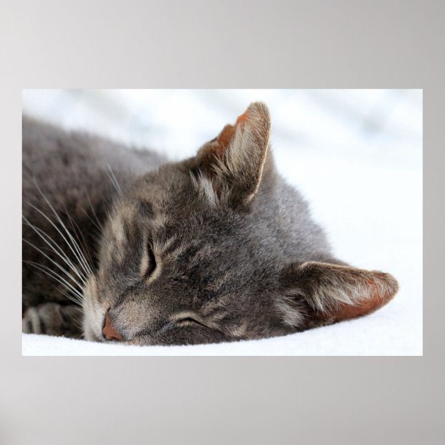 Cute Grey Cat Sleeping Poster (Front)