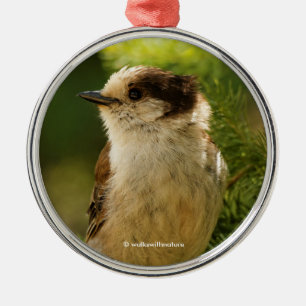 Cute Grey Jay Whiskeyjack Songbird Metal Tree Decoration