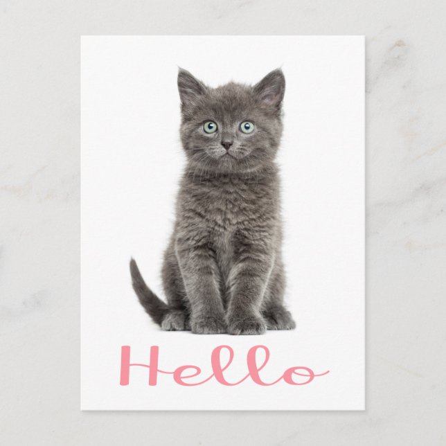 Cute Grey Kitten Friendship Hello Cat Postcard (Front)