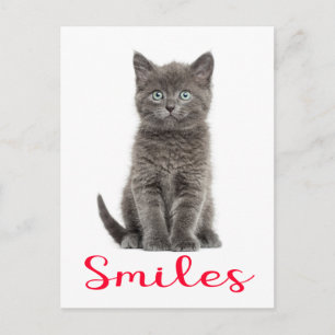 Cute Grey Kitten Friendship Hello Cat Postcard
