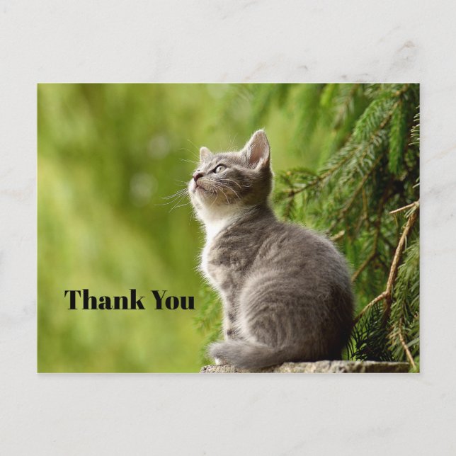 Cute Grey Kitten Looking Up Photo Thank You Postcard (Front)