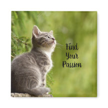 Cute Grey Kitten