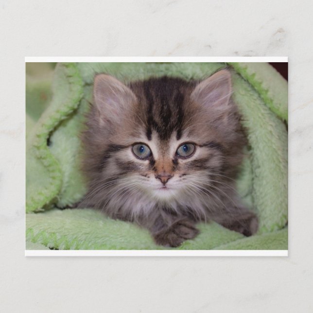 Cute Grey Kitten on Green Blanket Postcard (Front)