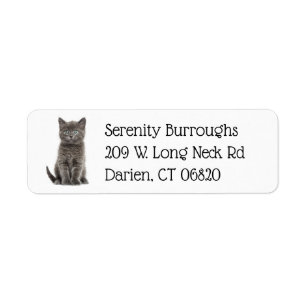 Cute Grey Kitty Cat Lover Grey Kitten