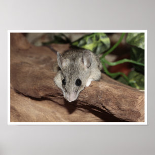 Cute, Grey Mouse Poster
