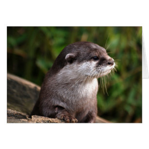 Cute grey otter