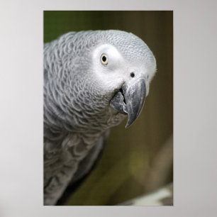 cute grey parrot poster