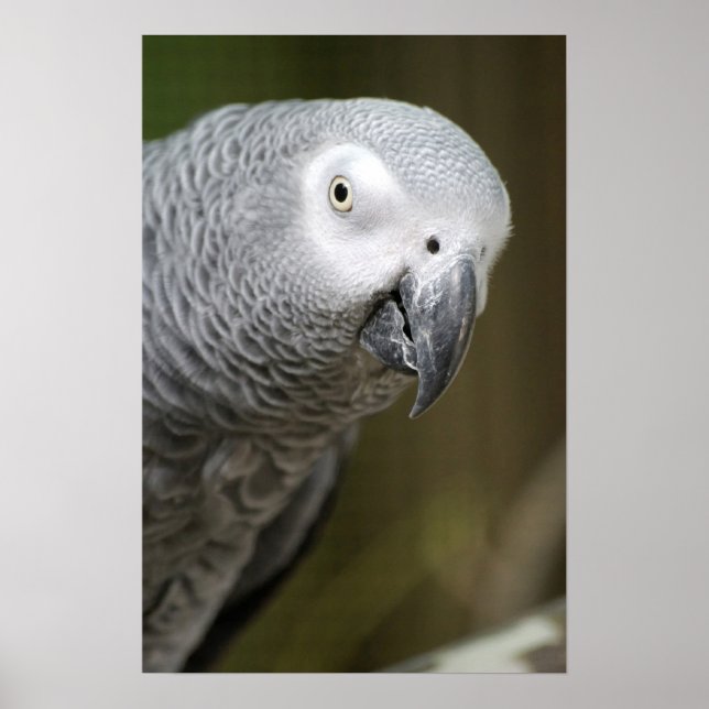 cute grey parrot poster (Front)