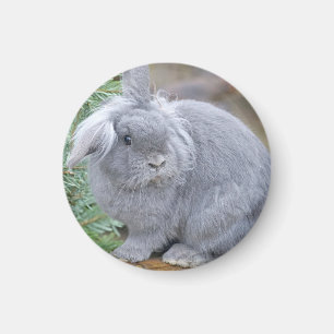 Cute grey rabbit   magnet
