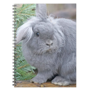 Cute grey rabbit   notebook