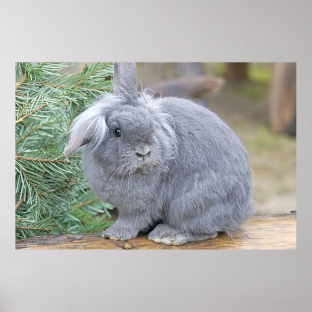 Cute grey rabbit    poster (Front)