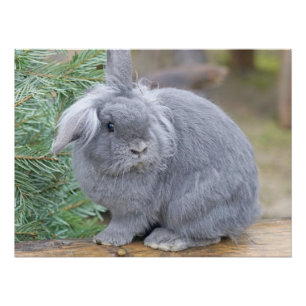 Cute grey rabbit poster