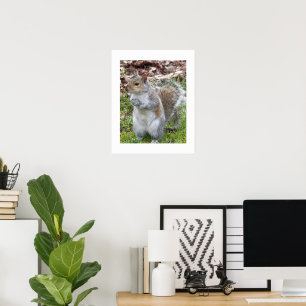 Cute Grey Squirrel Nature Poster