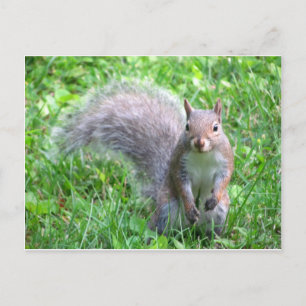 Cute Grey Squirrel Postcard