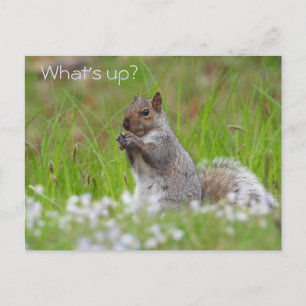 Cute Grey Squirrel - WHAT'S UP? Postcard
