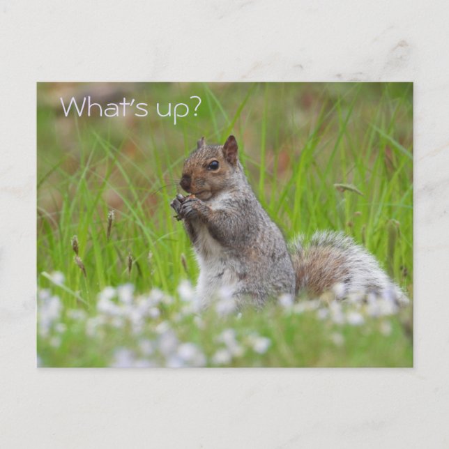 Cute Grey Squirrel - WHAT'S UP? Postcard (Front)