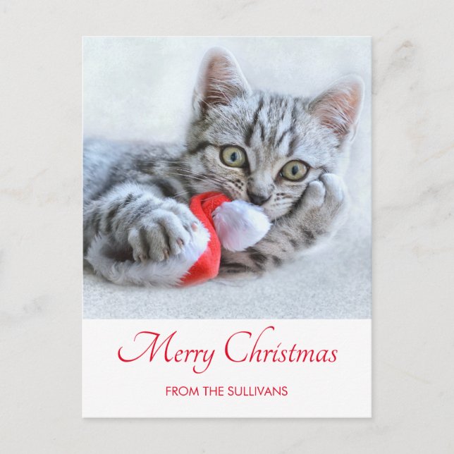 Cute Grey Tabby Cat Christmas Hat Xmas Postcard (Front)