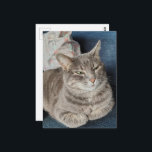 Cute Grey Tabby Cat Postcard<br><div class="desc">An adorable grey tabby cat named Mouse. I told her that they had just issued a severe thunderstorm warning and we were going to have to go inside from the screened in porch and she was like so what in her attitude so I knew that the weather was going to...</div>