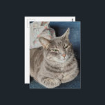 Cute Grey Tabby Cat Postcard<br><div class="desc">An adorable grey tabby cat named Mouse. I told her that they had just issued a severe thunderstorm warning and we were going to have to go inside from the screened in porch and she was like so what in her attitude so I knew that the weather was going to...</div>