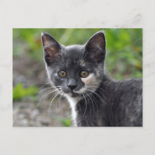 Cute Grey Tortoiseshell Cat Photo Postcard