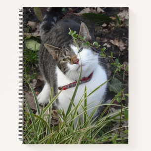 Cute Grey White Cat Notebook