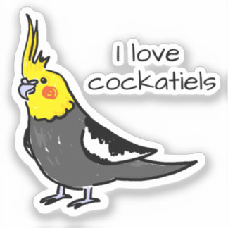Cute Grey Yellow Cockatiel Bird