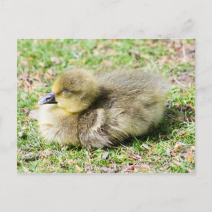 Cute Greylag Gosling Postcard