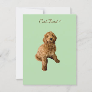 Cute Groodle Postcard