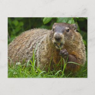Cute Groundhog Eating Grass Photo Postcard