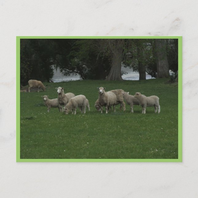 Cute Group Of Sheep Eating Grass Postcard (Front)