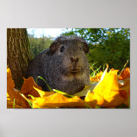 Cute Guinea Pig in Nature