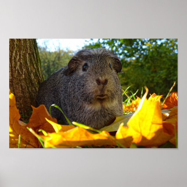 Cute Guinea Pig in Nature Poster (Front)