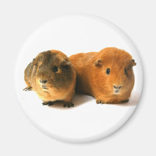 cute guinea pig magnet