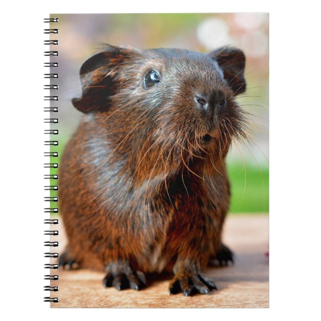 Cute Guinea Pig Photo Notebook (Front)