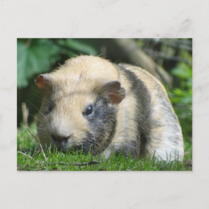Cute Guinea Pig Postcard