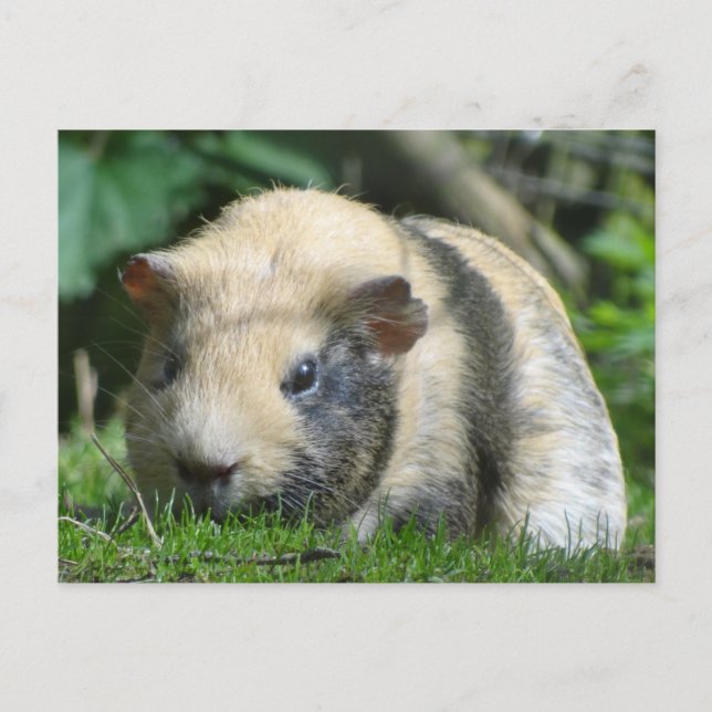 Cute Guinea Pig Postcard (Front)