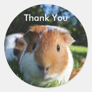 Cute Guinea Pig Thank You Classic Round Sticker