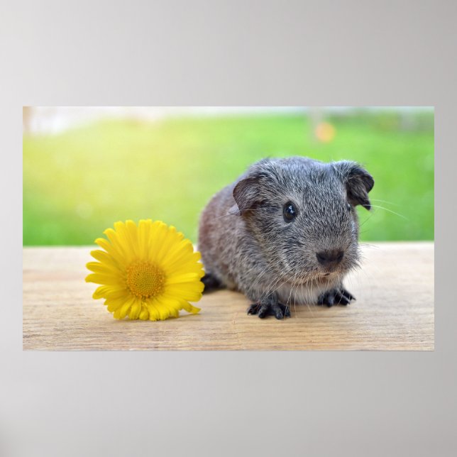 Cute Guinea Pig with Flower Poster (Front)