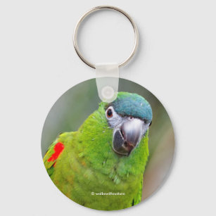 Cute Hahn's Red Shouldered Mini Macaw Parrot Bird Key Ring