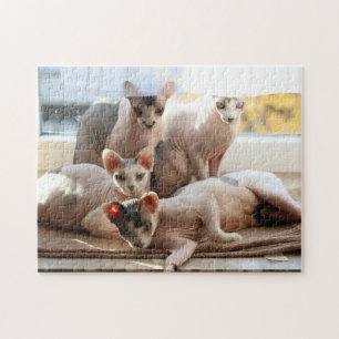 Cute Hairless Cats in a window -  Sphynx Jigsaw Puzzle