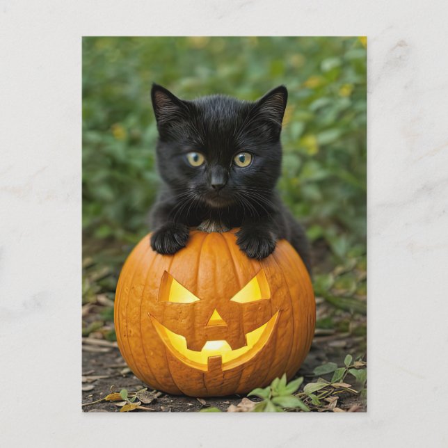Cute Halloween Back Cat and Jack O Lantern Holiday Postcard (Front)