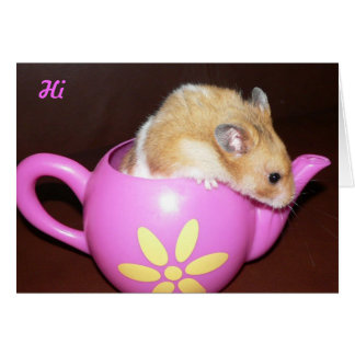 Cute Hamster